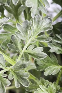 Artemisia absinthium geen maat specificatie 0,55L/P9cm - afbeelding 3
