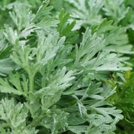 Artemisia absinthium geen maat specificatie 0,55L/P9cm - afbeelding 5