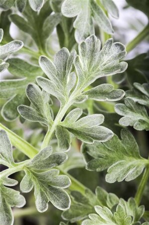 Artemisia absinthium geen maat specificatie 0,55L/P9cm - image 3