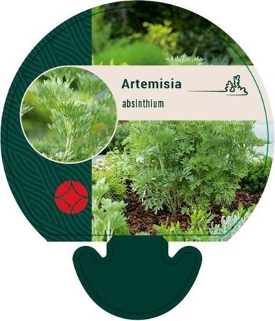 Artemisia absinthium geen maat specificatie 0,55L/P9cm - image 4
