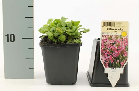 Arabis caucas. 'Pinkie' geen maat specificatie 0,55L/P9cm - afbeelding 3