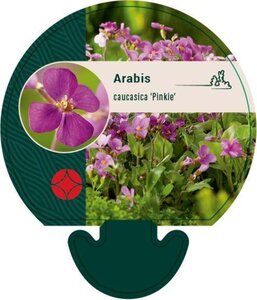 Arabis caucas. 'Pinkie' geen maat specificatie 0,55L/P9cm