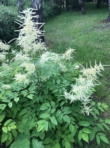 Aruncus dioicus geen maat specificatie 0,55L/P9cm - afbeelding 6