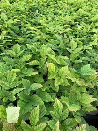 Aruncus dioicus geen maat specificatie 0,55L/P9cm - afbeelding 5