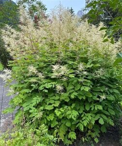 Aruncus dioicus geen maat specificatie 0,55L/P9cm - afbeelding 7