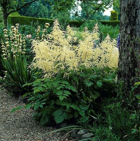 Aruncus dioicus geen maat specificatie 0,55L/P9cm - afbeelding 8