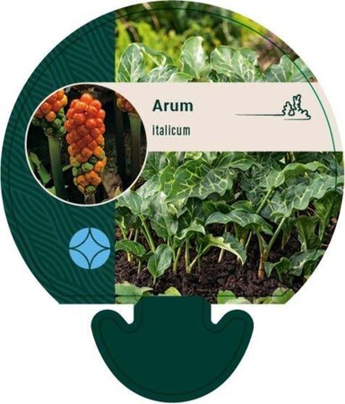 Arum italicum geen maat specificatie 0,55L/P9cm - afbeelding 2