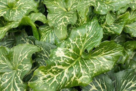 Arum italicum geen maat specificatie 0,55L/P9cm - image 1