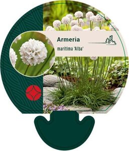 Armeria mar. 'Alba' geen maat specificatie 0,55L/P9cm - image 3