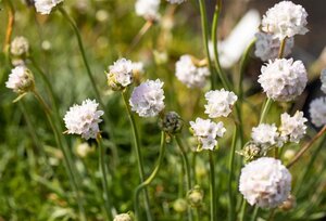 Armeria mar. 'Alba' geen maat specificatie 0,55L/P9cm - image 1