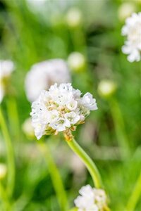 Armeria mar. 'Alba' geen maat specificatie 0,55L/P9cm - image 2