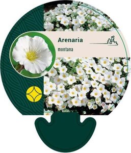 Arenaria montana geen maat specificatie 0,55L/P9cm - image 5