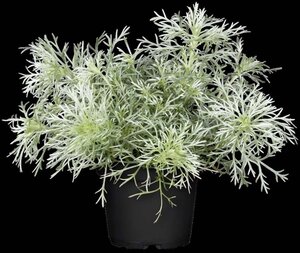 Artemisia schmidt. 'Nana' geen maat specificatie 0,55L/P9cm - afbeelding 4