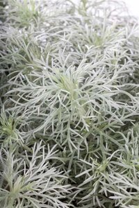 Artemisia schmidt. 'Nana' geen maat specificatie 0,55L/P9cm - image 1