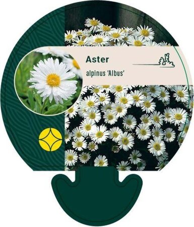 Aster alpinus 'Albus' geen maat specificatie 0,55L/P9cm - image 3