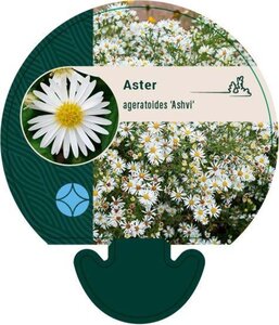 Aster ageratoides 'Ashvi' geen maat specificatie 0,55L/P9cm - image 2
