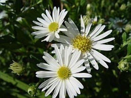 Aster ageratoides 'Ashvi' geen maat specificatie 0,55L/P9cm - image 1