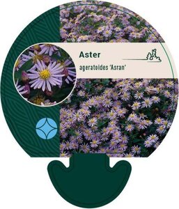 Aster ageratoides 'Asran' geen maat specificatie 0,55L/P9cm - image 2