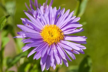 Aster alpinus 'Dunkle Schöne' geen maat specificatie 0,55L/P9cm