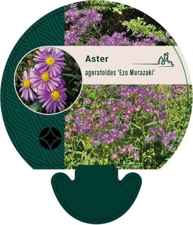 Aster ageratoides 'Ezo Murazaki' geen maat specificatie 0,55L/P9cm - afbeelding 4