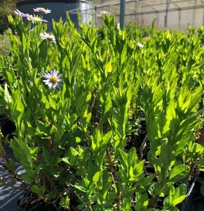 Aster ageratoides 'Ezo Murazaki' geen maat specificatie 0,55L/P9cm - image 1