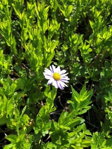 Aster ageratoides 'Ezo Murazaki' geen maat specificatie 0,55L/P9cm - image 2