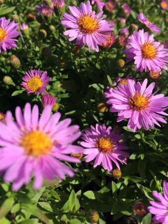 Aster (D) 'Anneke' geen maat specificatie 0,55L/P9cm - afbeelding 1