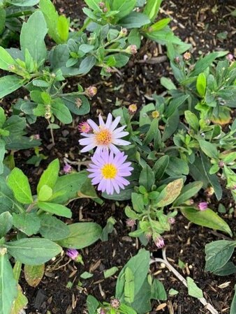 Aster ageratoides 'Stardust' geen maat specificatie 0,55L/P9cm - afbeelding 4