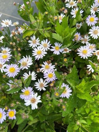 Aster ageratoides 'Stardust' geen maat specificatie 0,55L/P9cm - afbeelding 3