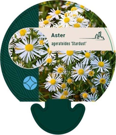 Aster ageratoides 'Stardust' geen maat specificatie 0,55L/P9cm - image 1