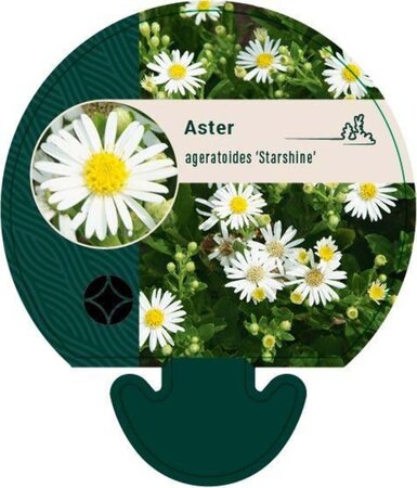 Aster ageratoides 'Starshine' geen maat specificatie 0,55L/P9cm - image 2