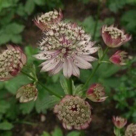 Astrantia 'Buckland' geen maat specificatie 0,55L/P9cm - afbeelding 1