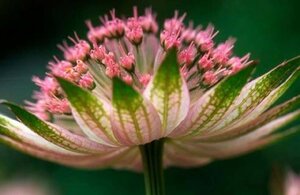 Astrantia 'Buckland' geen maat specificatie 0,55L/P9cm - afbeelding 3