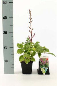 Astilbe c. 'Pumila' geen maat specificatie 0,55L/P9cm - afbeelding 2