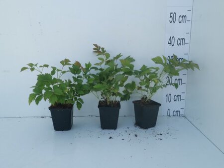 Astilbe c. 'Pumila' geen maat specificatie 0,55L/P9cm - afbeelding 5