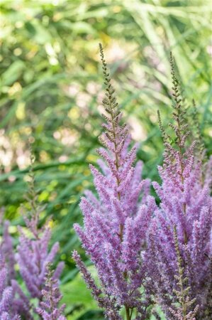 Astilbe c. 'Pumila' geen maat specificatie 0,55L/P9cm - afbeelding 8