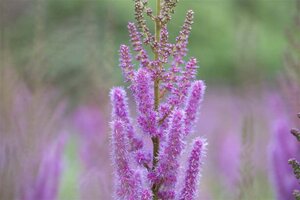 Astilbe c. 'Pumila' geen maat specificatie 0,55L/P9cm - image 1