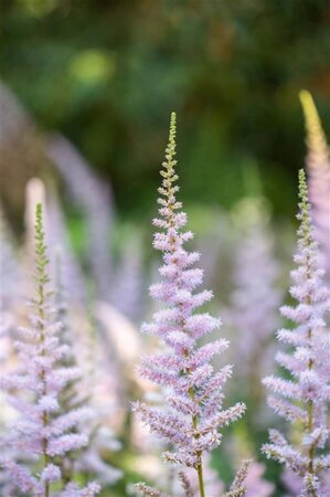 Astilbe c. 'Pumila' geen maat specificatie 0,55L/P9cm - image 10