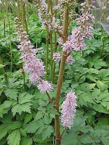 Astilbe c. 'Pumila' geen maat specificatie 0,55L/P9cm - image 9