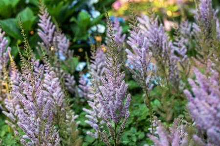 Astilbe c. 'Pumila' geen maat specificatie 0,55L/P9cm - image 7