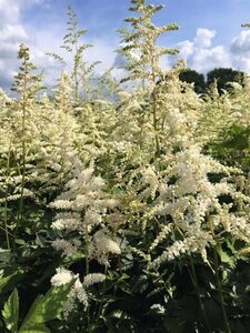 Astilbe (J) 'Deutschland' geen maat specificatie 0,55L/P9cm - afbeelding 2