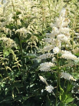 Astilbe (J) 'Deutschland' geen maat specificatie 0,55L/P9cm - afbeelding 3