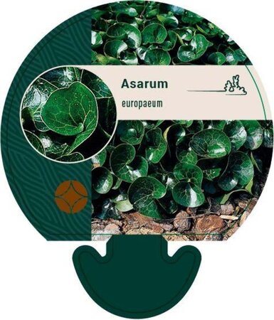 Asarum europaeum geen maat specificatie 0,55L/P9cm - image 3