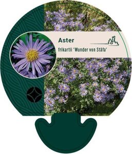 Aster frikartii 'Wunder von Stäfa' geen maat specificatie 0,55L/P9cm - image 2