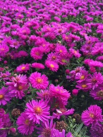 Aster (D) 'Jenny' geen maat specificatie 0,55L/P9cm - afbeelding 2