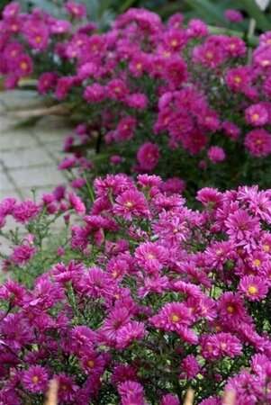 Aster (D) 'Jenny' geen maat specificatie 0,55L/P9cm - afbeelding 5