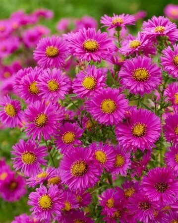 Aster (D) 'Jenny' geen maat specificatie 0,55L/P9cm - afbeelding 6