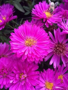 Aster (D) 'Jenny' geen maat specificatie 0,55L/P9cm - afbeelding 3