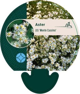 Aster (U) 'Monte Cassino' geen maat specificatie 0,55L/P9cm - image 2
