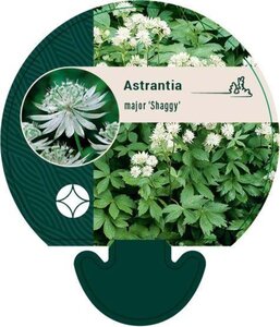 Astrantia maj. 'Shaggy' geen maat specificatie 0,55L/P9cm